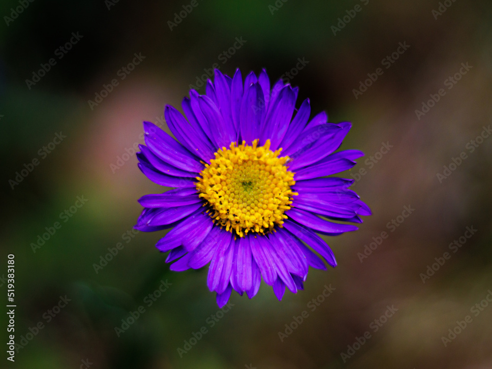 Obraz premium Colorful flower of the alpine aster
