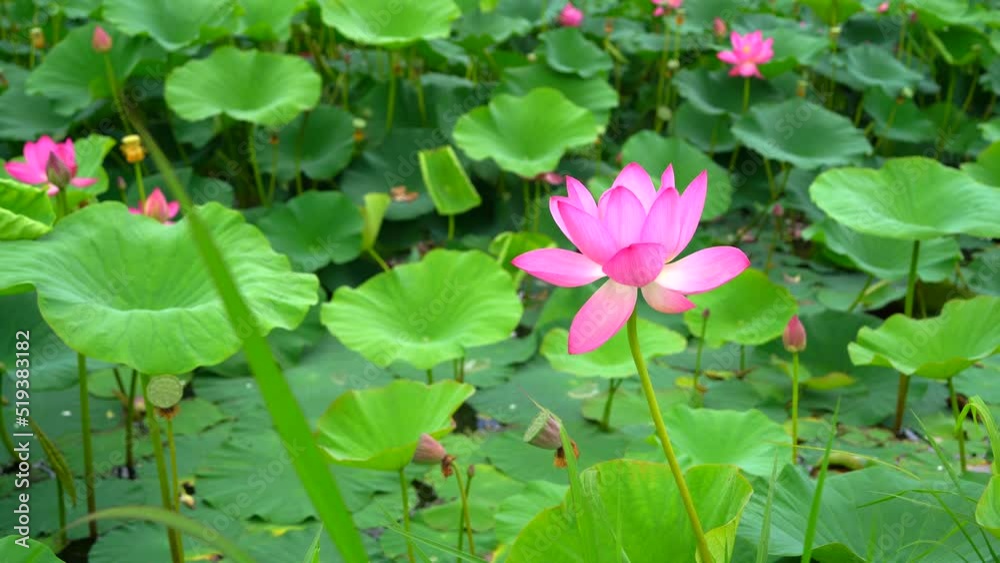 Lotuses on the lake in sunny windy weather. Recreation center in the suburbs of Khabarovsk. Far East of Russia to Khabarovsk Krai. Lotuses on the lake in sunny windy weather. Recreation center in the suburbs of Khabarovsk. Far East of Russia to Khabarovsk Krai.