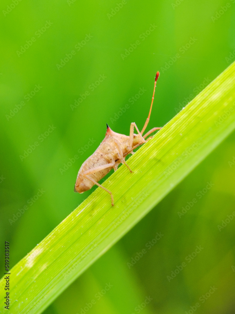 Oebalus pugnax Oebalus pugnax