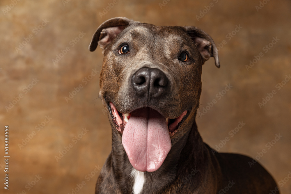 Studio shot of beautiful, purebred dog, american pit bull terrier,, posing isolated on brown background. Cheerful look Studio shot of beautiful, purebred dog, american pit bull terrier,, posing isolated on brown background. Cheerful look
