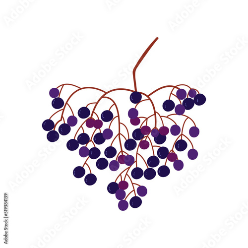 Vector isolated illustration of branch of violet elderberry.