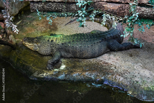 Crocodile in the zoo. Alligator on large rock basking with green plants