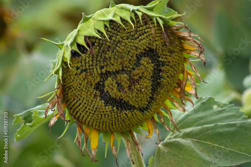 Loving Sunflower