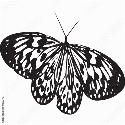 Vector, Image of flying butterfly, black and white color, with transparent background

