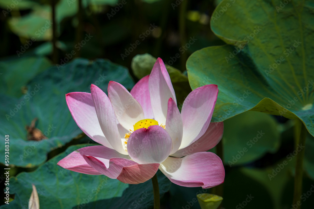 Close up pink lotus flower in pond is beautiful Close up pink lotus flower in pond is beautiful