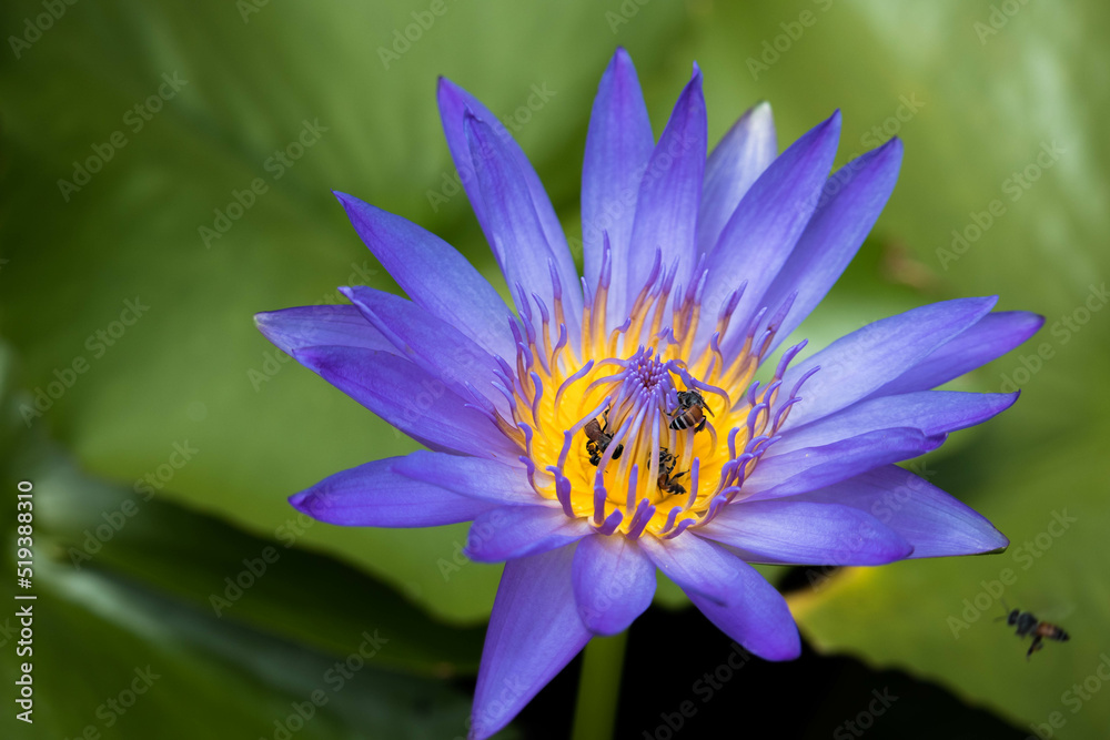 Bees are pollinating purple lotus flowers blooming beautifully in the lotus pond. Bees are pollinating purple lotus flowers blooming beautifully in the lotus pond.