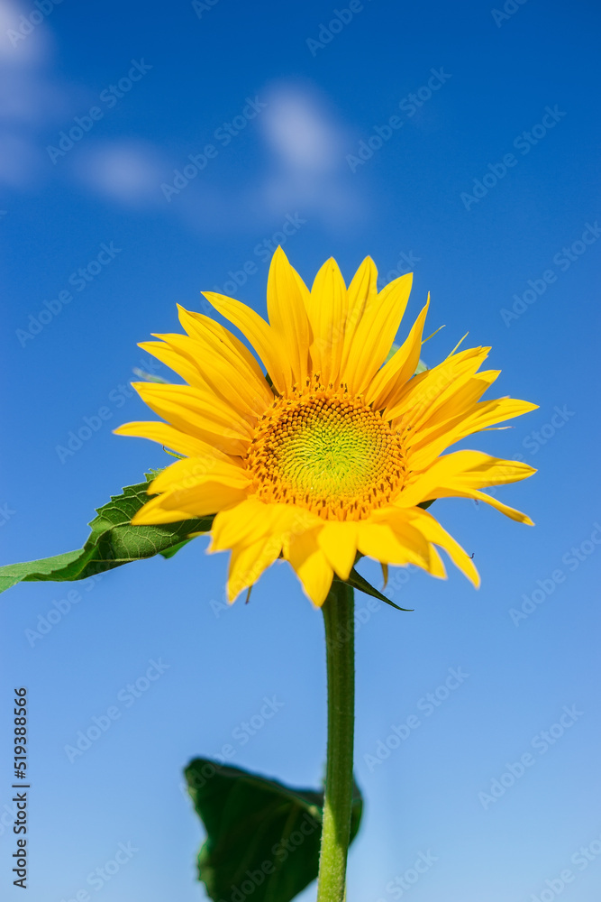 Beautiful landscape with sunflower field over blue sky. Nature concept. Beautiful landscape with sunflower field over blue sky. Nature concept.