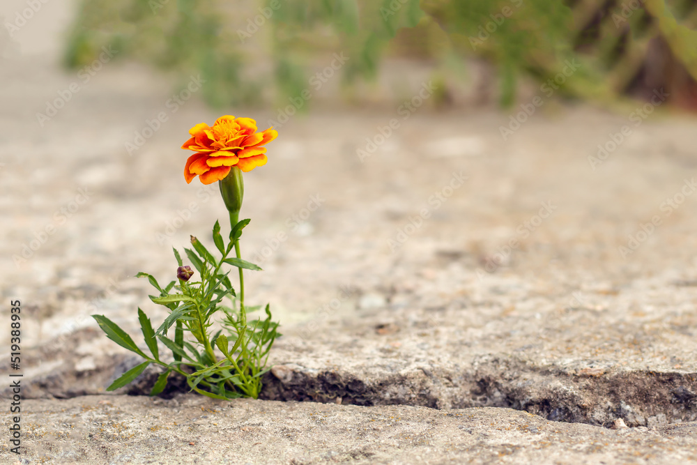 An orange flower grows in a crevice in old concrete. Close-up with a blurred background.