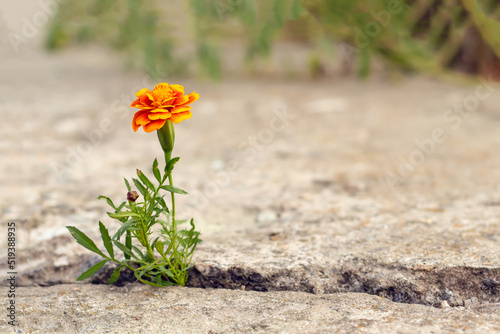 An orange flower grows in a crevice in old concrete. Close-up with a blurred background.