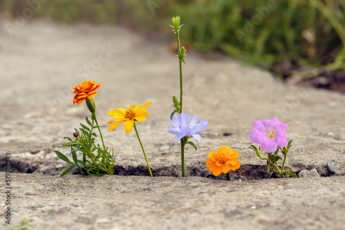 An old concrete road with a large crack in which flowers of different colors grow. Close-up with blurry focus.