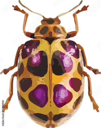 Graphical hand-drawn bugs. Vector.	 photo