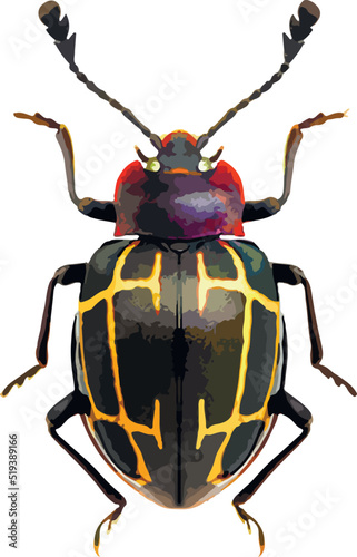 Graphical hand-drawn bugs. Vector.	 photo