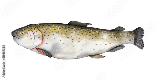 Salmon fish watercolor seafood illustration isolated on white background