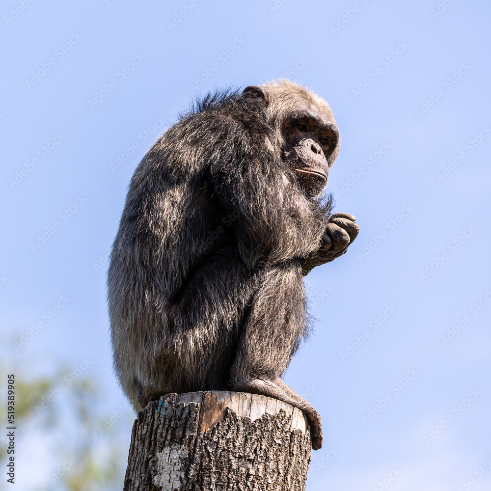 Common Chimpanzee, Pan troglodytes, popular great ape from African forests and woodlands Common Chimpanzee, Pan troglodytes, popular great ape from African forests and woodlands