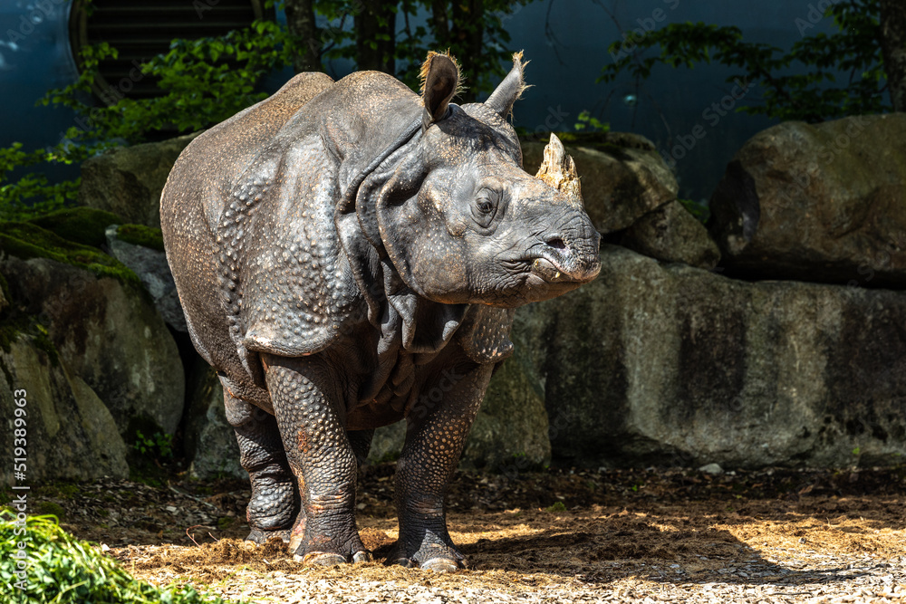 The Indian Rhinoceros, Rhinoceros unicornis aka Greater One-horned Rhinoceros The Indian Rhinoceros, Rhinoceros unicornis aka Greater One-horned Rhinoceros