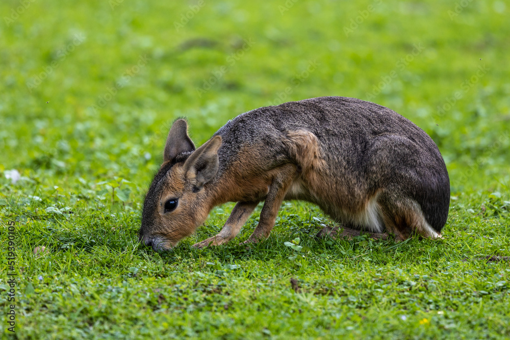 Fototapeta premium Patagonian Mara, Dolichotis patagonum are large relatives of guinea pigs