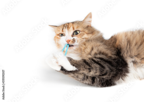 Cute cat playing hair band or rubber band while lying on the floor. Fluffy longhair calico kitty looking at camera with crazy eyes. Cat with toy in mouth and between paws. Selective focus. Isolated.