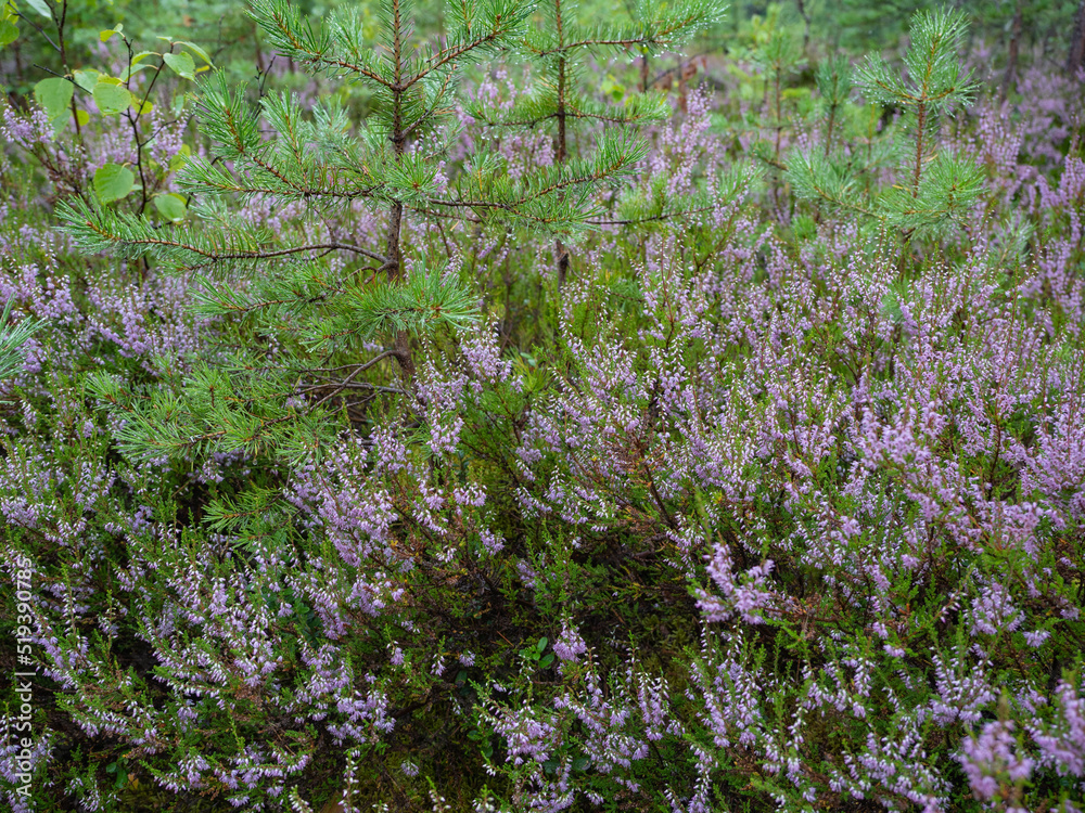Purple heather flowers in the forest in summer in Karelia, northwest Russia Purple heather flowers in the forest in summer in Karelia, northwest Russia