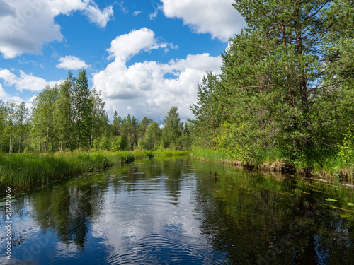 A river, a forest in fine weather in summer. Typical landscape in Karelia, northwestern Russia