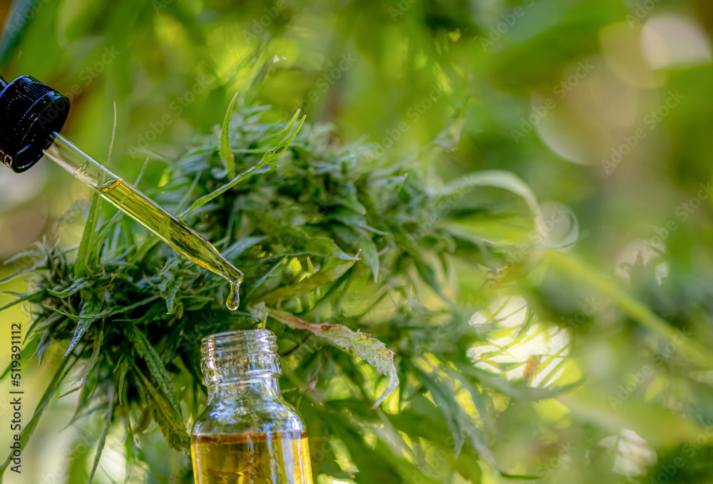 Researchers are investigating the growth of cannabis plants, increasing efficacy for medical extraction. Researchers are investigating the growth of cannabis plants, increasing efficacy for medical extraction.