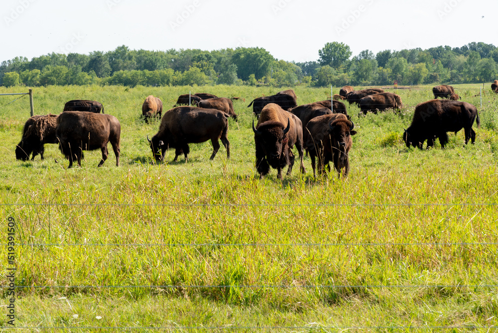 Bison, or Buffalo, Grazing In Pasture