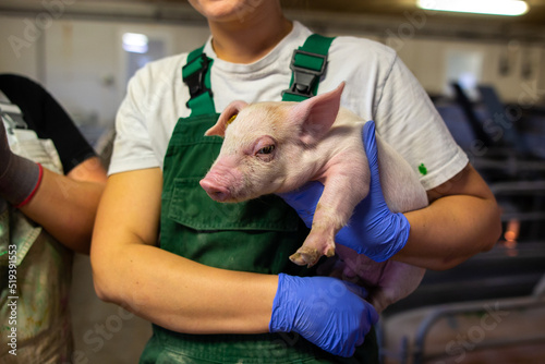 Worker holding a pink small pig on a industrial farm