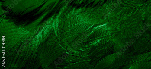 green hawk feathers with visible detail. background or texture