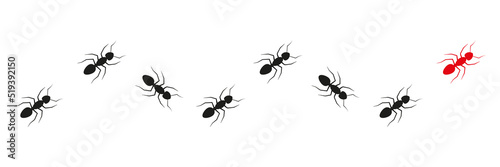 Ant leader trail. Worker ants colony line route teamwork. Vector isolated on white.