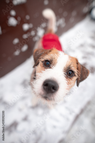 A white-brown dog Jack Russell Terrier breeds in a brown-red suit stands on a bench and looks at the camera