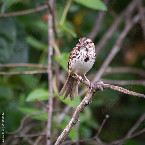 A sparrow on a branch eating a lantern fly. 