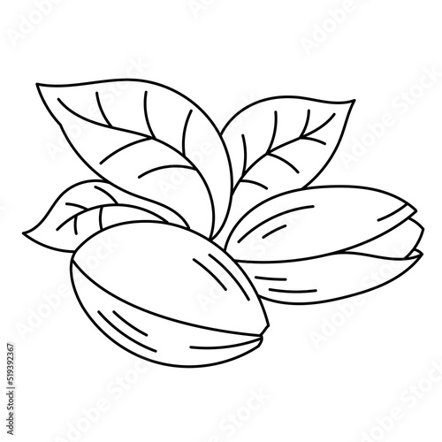 The pistachio line icon. Cooking ingredient. Editable stroke size. Nuts sketch illustration.