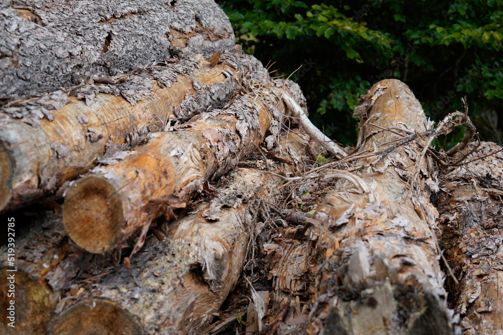 Deforestation of our forests leads to more climate catastrophes plus forest dieback Deforestation of our forests leads to more climate catastrophes plus forest dieback