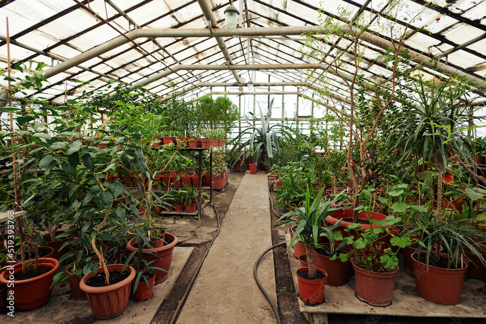 Horizontal no people shot of modern greenhouse store interior with lots of various plants growing in pots in there