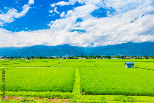 夏の信州　安曇野の田園風景