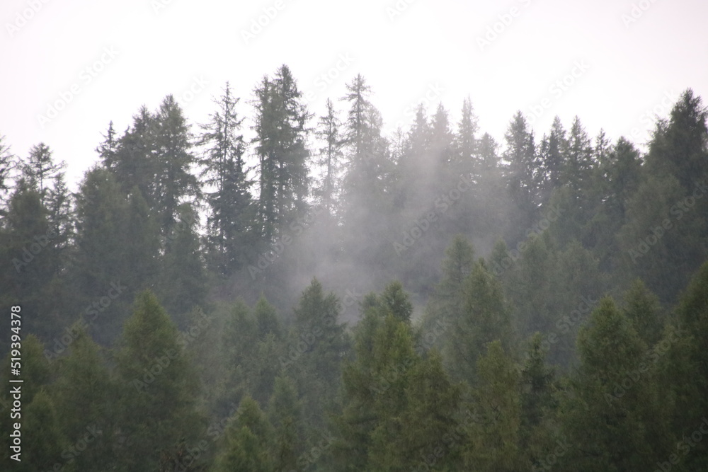 rising fog in the morning between trees