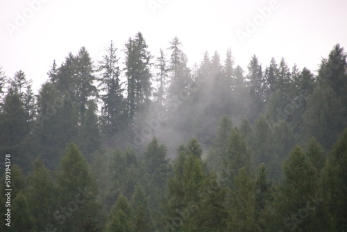 rising fog in the morning between trees