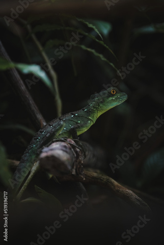 Lizard on his way to jump from a branch