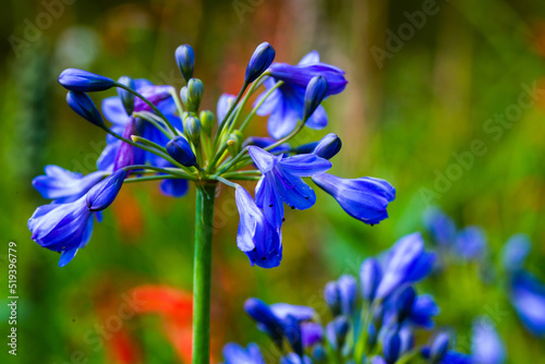lily of the nile, blue flower closeup, african lily photo