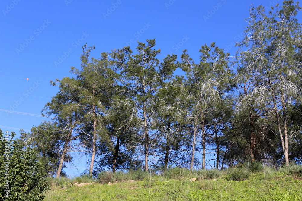 Fototapeta premium Rural landscape in northern Israel.