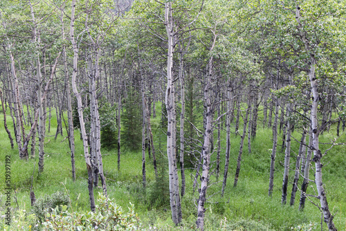 Landscape of trees in the forest 