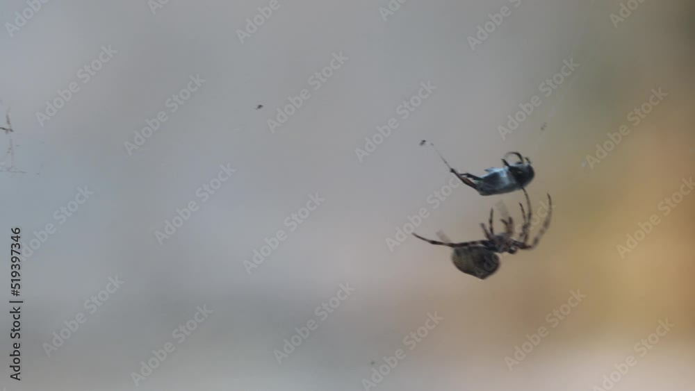 A spider and his victim with a web wrapped around it. Spider and its prey on a spider web close-up.