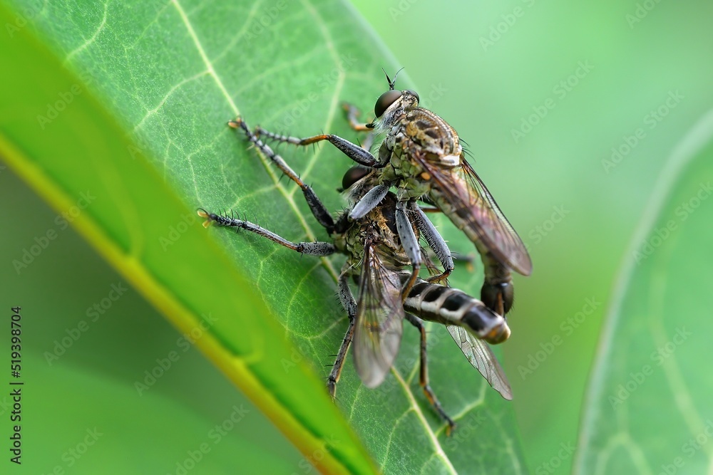 close-up of robber fly on leaf close-up of robber fly on leaf