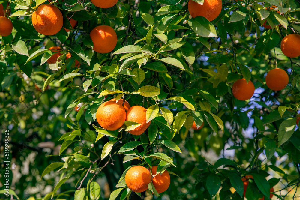 Orange and lemon tree with fruits on its branches, Andalucia, Spain. Seville.