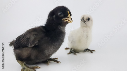 black and white chicken chicken on a white background © Natalia