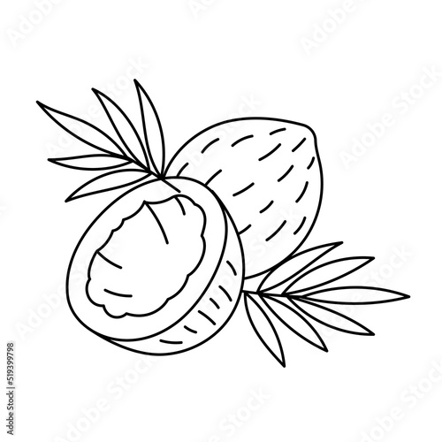 The coconut line icon. Cooking ingredient. Editable stroke size. Nuts sketch illustration.