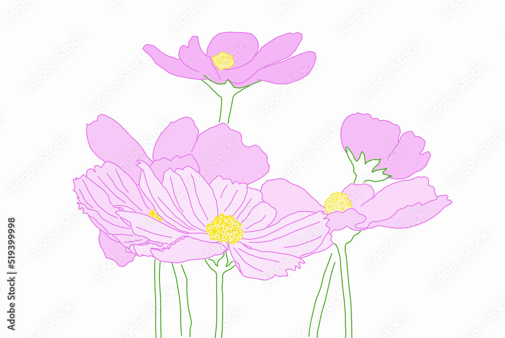 Set of colorful Cosmos flowers.  Line-art illustration on white backgrounds.