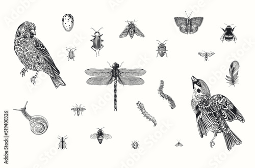 Birds and insects. Set. Vector vintage illustrations. Black and white