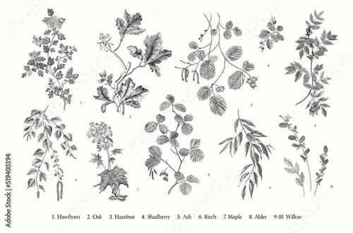 Leaves of the trees. Set. Vector vintage illustration. Black and white