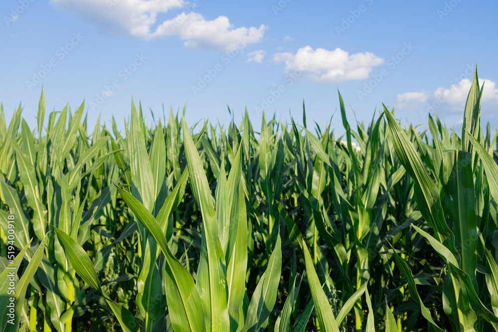 Fototapeta premium Agricultural land of a green corn farm against the evening blue sky. Corn stalks close up. Cultivated fields. Wallpaper. Minimalist landscape. The beauty of the earth.