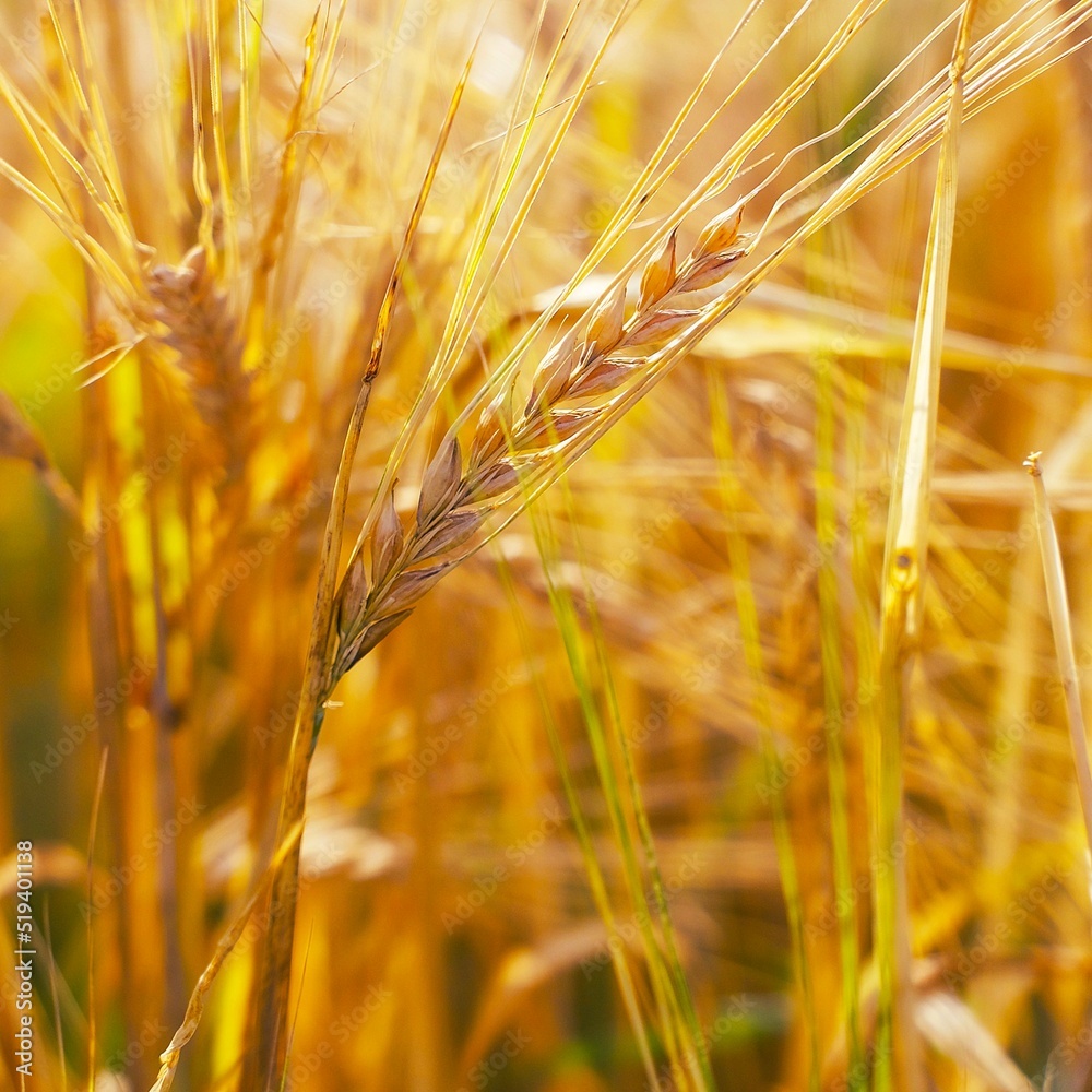 yellow ear of barley in the field in the evening sunlight